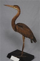 藏品(紫鷺)的圖片